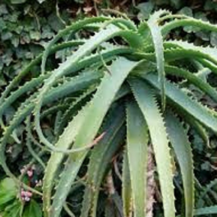 Aloe Arborescens Extract
